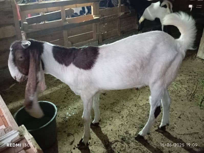 Goat for Sale 2dant 1