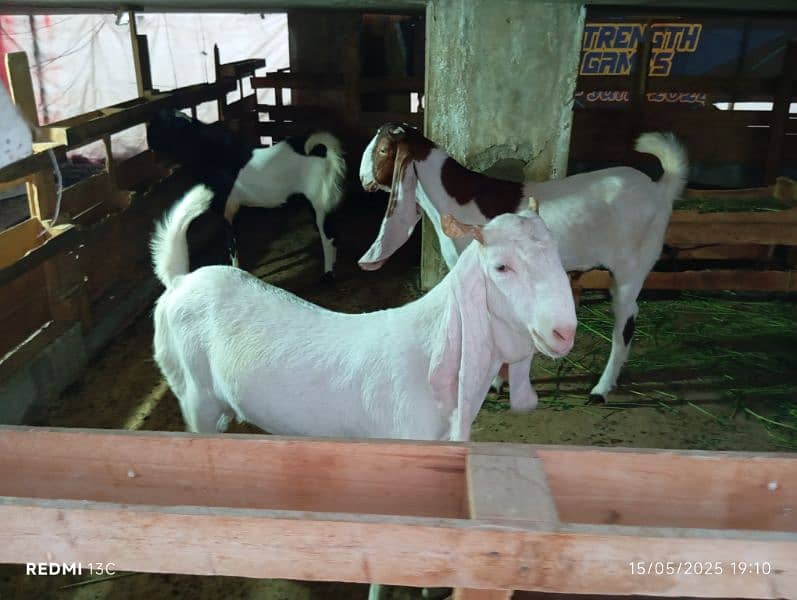 Goat for Sale 2dant 4