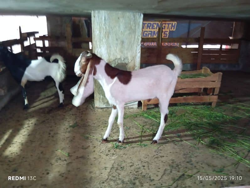Goat for Sale 2dant 5
