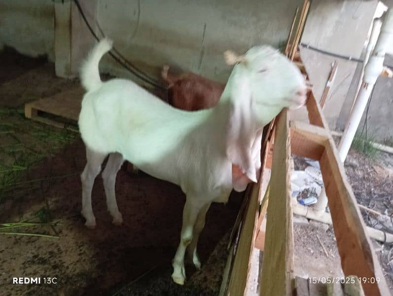 Goat for Sale 2dant 6