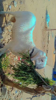 Dumba for sale
