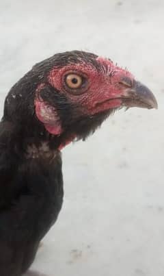 Best Aseel hen's