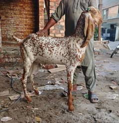 قربانی کے لیے اعلیٰ نسل کے خوبصورت بکرے مناسب ریٹ پر دستیاب ہیں