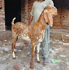 قربانی کے لیے اعلیٰ نسل کے خوبصورت بکرے مناسب ریٹ پر دستیاب ہیں
