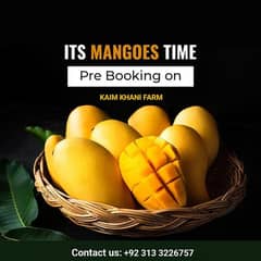 Kaim Khani Mango Farm / Sindhri mango