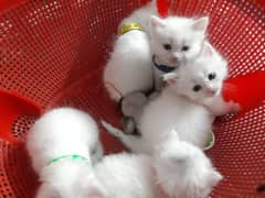 Persian pure cat small babies for sale