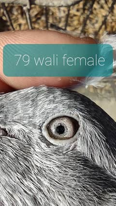 79 wala pair kabli