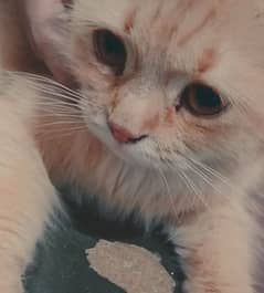 ragdoll cat in 8000