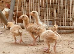 Lasani male and cheeni Aseel pure
