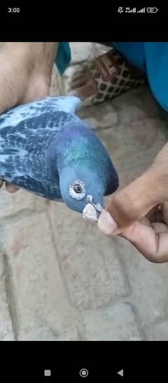 Qasid
