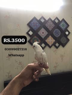 Cockatiel pied female for sale
