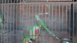 parrot