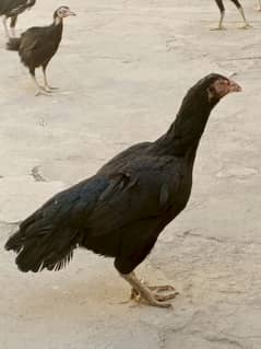 Hens1