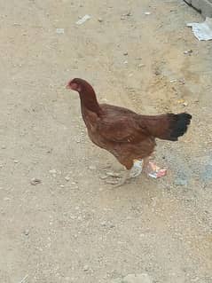 Aseel Mianwali Breed