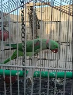 Parrot