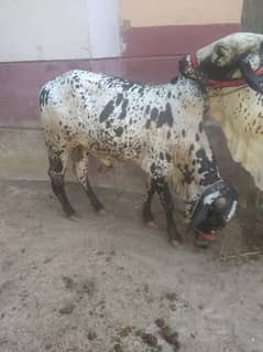 2 daant bachrha