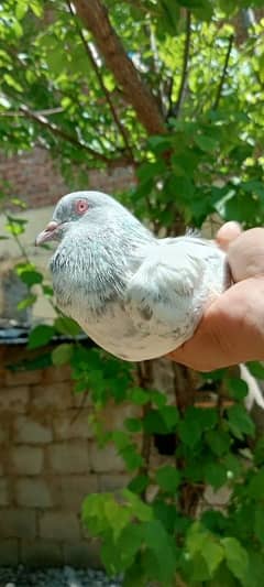 Quality pigeons pairs for sale