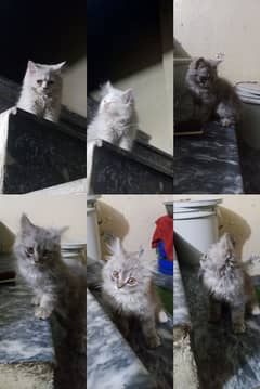 Kittty For Sale