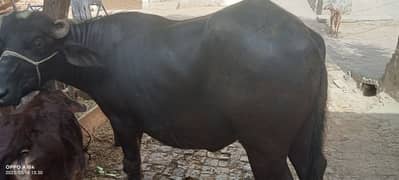 بھینس