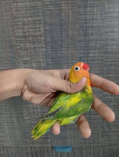 lovebirds lutino fisher pastal