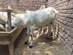 bakra| bakry |desi bakra |rajanpuri Bakra |Makkhi Chini Bakre |Qurbani