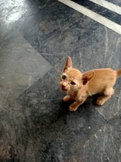 1 month kitten