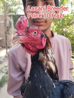 one Lasani breeder & two lasani Madi for sale in best price