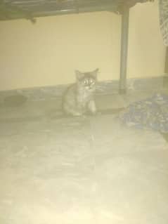 kitten