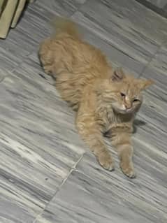 Australian cat forsell male