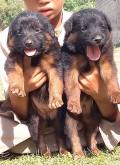 German Shepherd puppies for sale