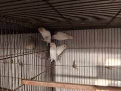 Albino Black eye or Blue Pistal