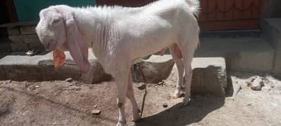 urgent Bakra sell Karna hai