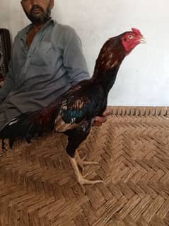 Pure Aseel Hen Murga shamo