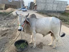 Bull | Bale | Bchra | Sindhi Bchra | Bchra For Sale