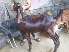 2 khasi bakra 2 Abdal Bakra