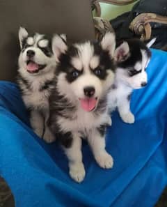 husky male / female puppies/03234414509 WhatsApp