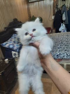 Persian Triple coated female kitten cat