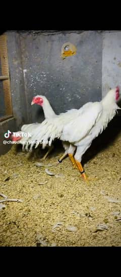 white shamo chiks top class