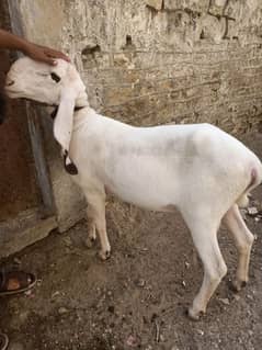 dumba . male