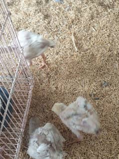 aseel chicks