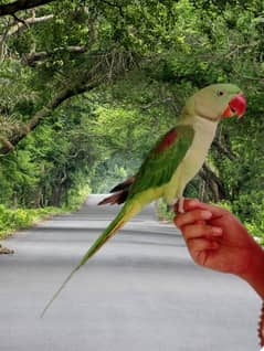 Hand tame talking raw parrot