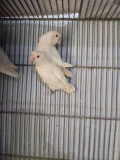 albino red eye breedar pair available Mr. rehan 0322 6798273
