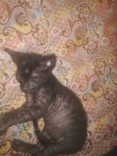 2 Black Cat kittens for Sale 1 Male 1 Female