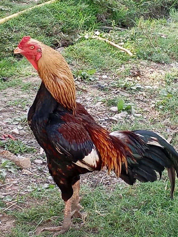 pavour young Aseel mianwali murga 4