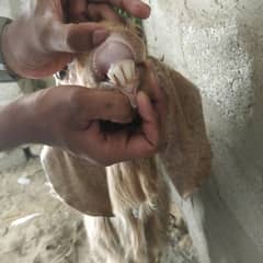 4 daant khaasi bakra