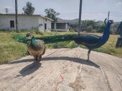 pairs of peacock 3 years old . . . contct nmbr03124739765