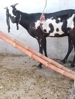 pure Desi bakri