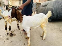 Qurbani