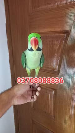 All Parrots | talking Parrot | Parrot for sale | Breeder tame parrot