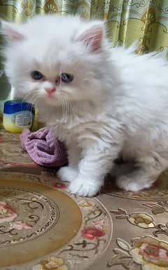 fluffy kitten
